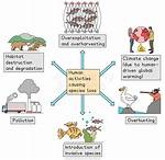 How Does Human Activity Affect Biodiversity
