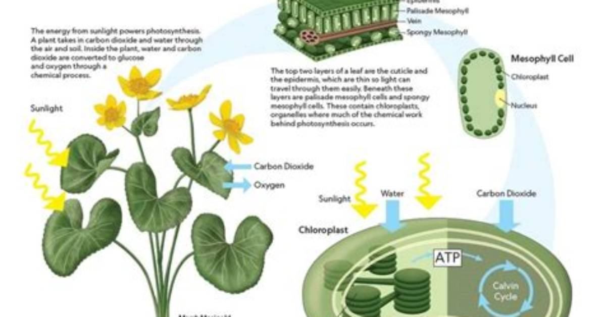 How Does Photosynthesis Work Step by Step?