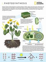 How Does Photosynthesis Work Step by Step?
