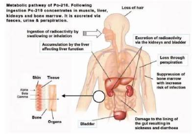 How Does Polonium Affect the Body?