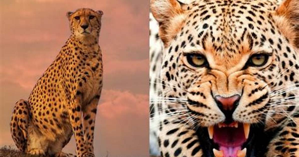 How Far Can a Cheetah See