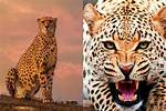 How Far Can a Cheetah See