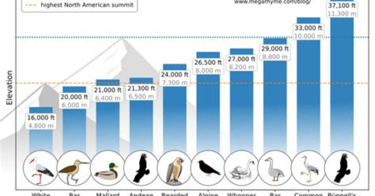 How Far Do Birds Fly in a Day