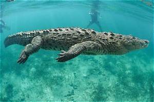 How Far out to Sea Do Crocodiles Go?