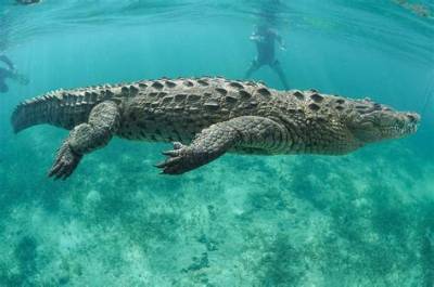 How Far out to Sea Do Crocodiles Go?