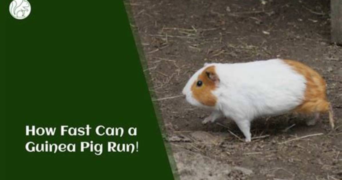 How Fast Can a Guinea Pig Run