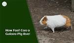 How Fast Can a Guinea Pig Run