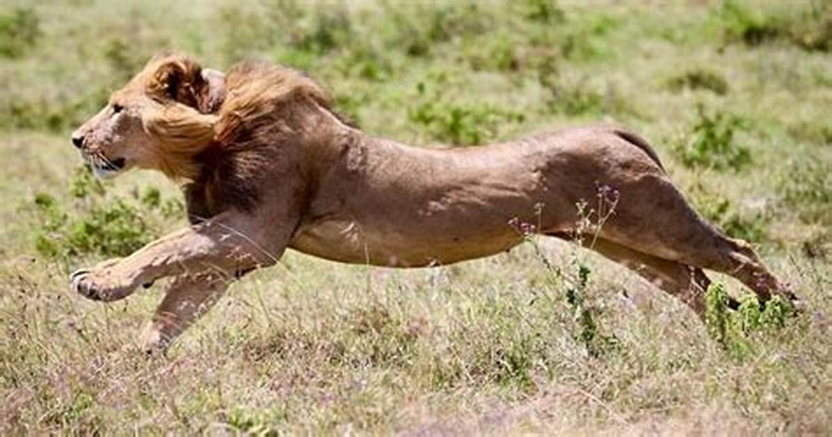 How Fast Do Lions Run