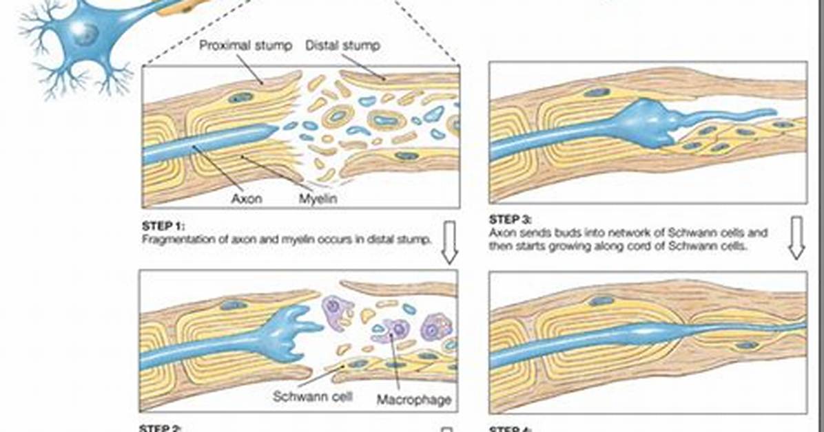 How Fast Do Nerves Regrow?