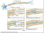 How Fast Do Nerves Regrow?