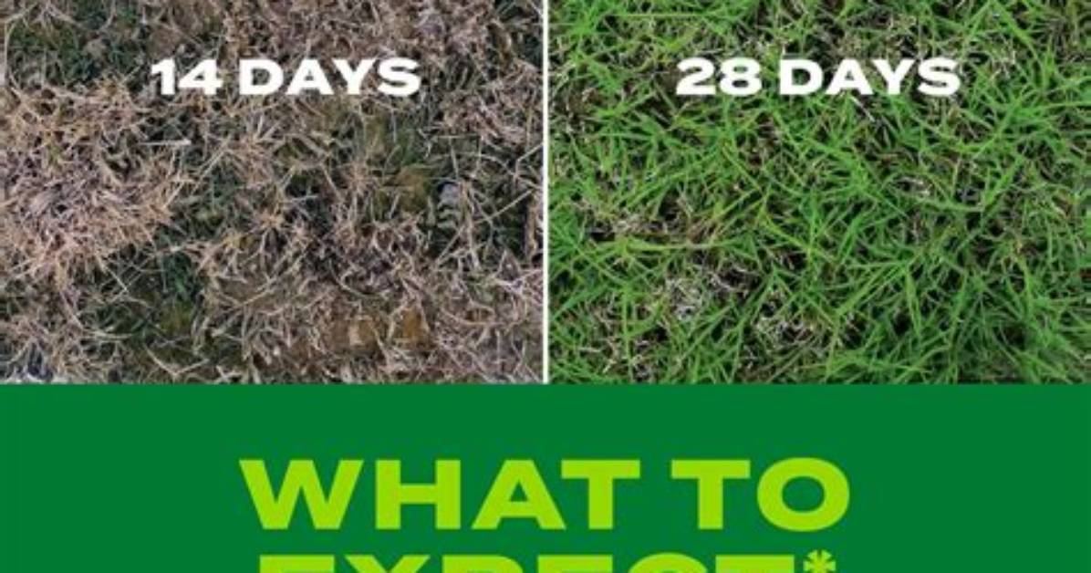 How Fast Does Turf Builder