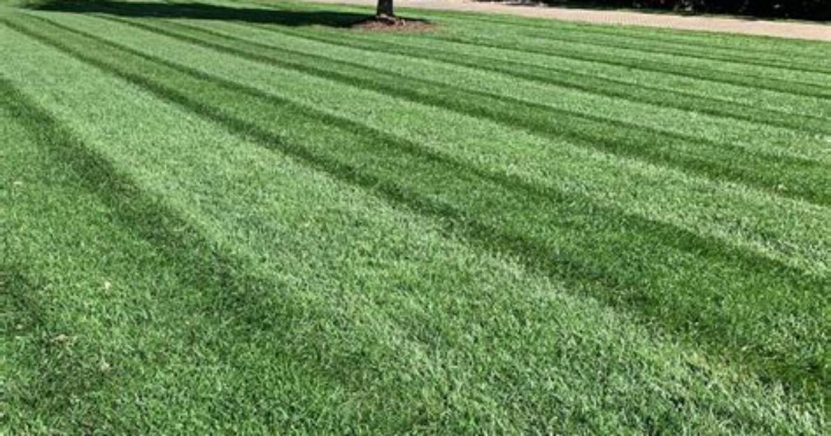 How Fast Does Turf