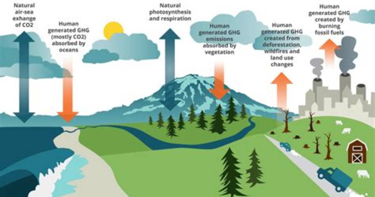 How Have Humans Affected the Carbon Cycle