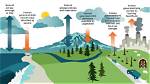 How Have Humans Affected the Carbon Cycle