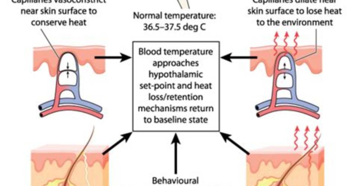 How Hyperthermophiles Survive in High Temperature?