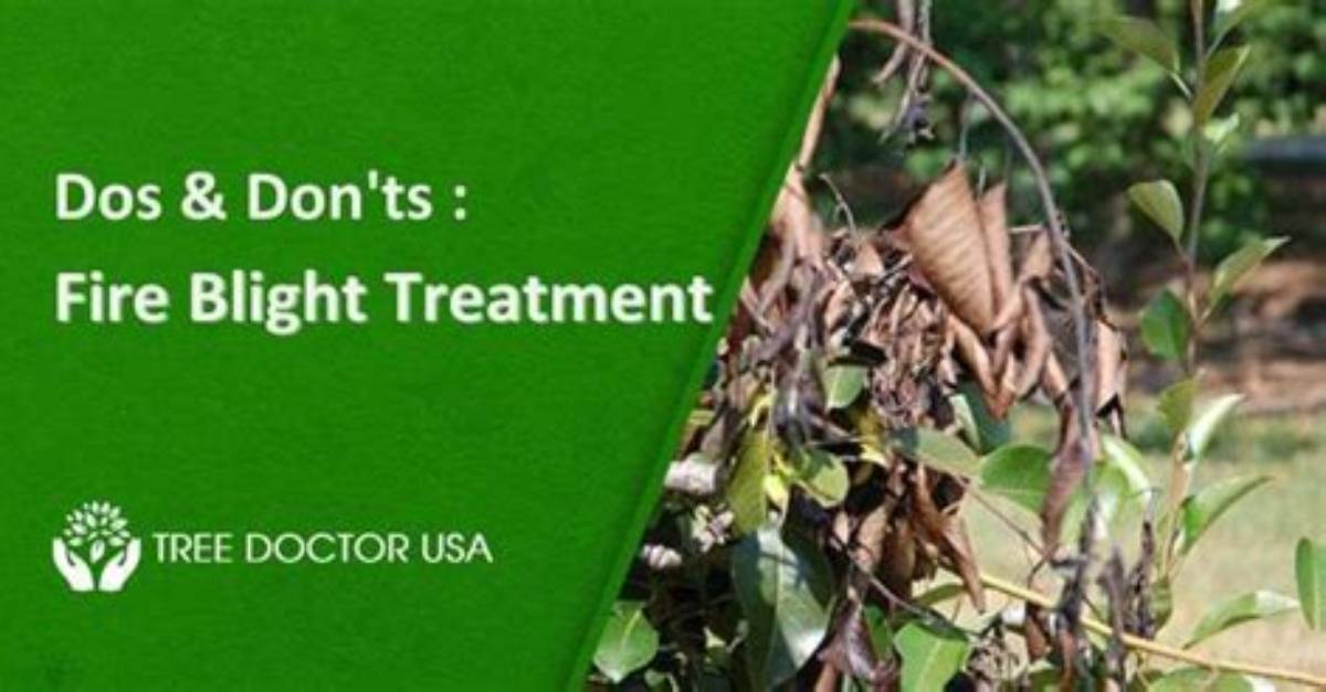 How Is Blight Treated?
