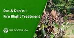 How Is Blight Treated?