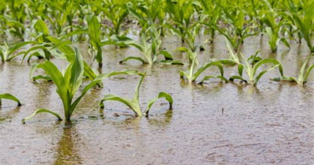 How Is over Irrigation Damaging to Soil