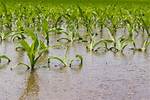 How Is over Irrigation Damaging to Soil