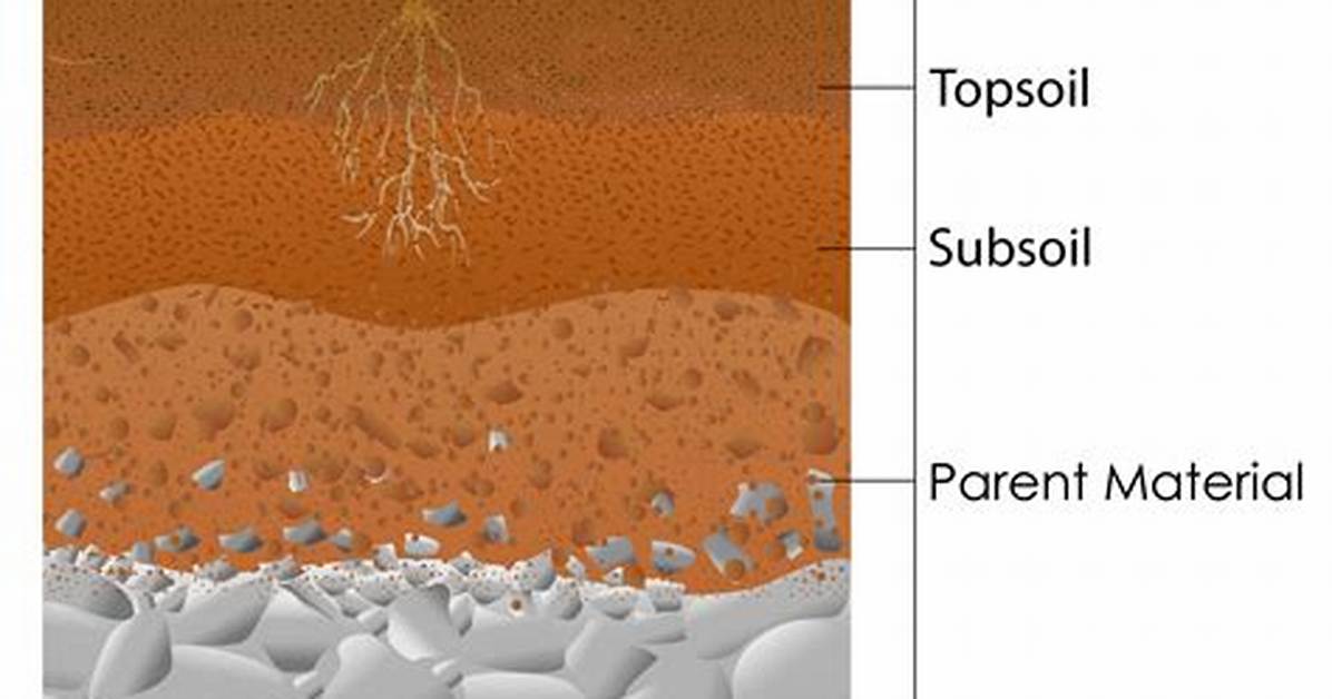 How Is the Top Layer of Soil Formed?