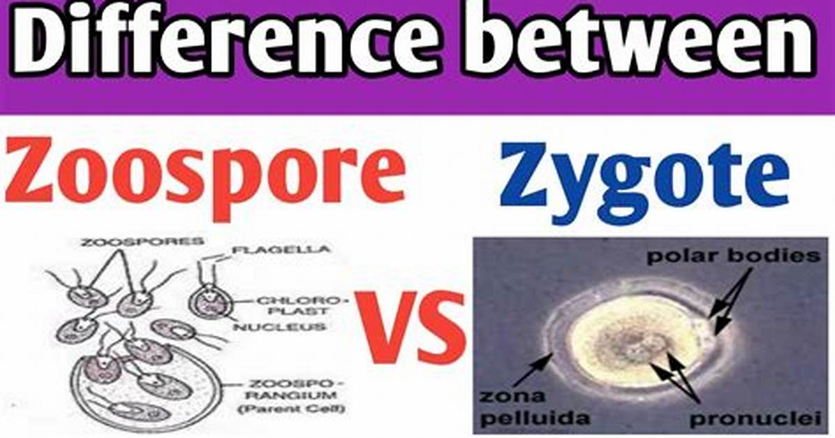 How Is Zygote Differing from Zoospore?