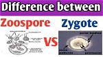 How Is Zygote Differing from Zoospore?