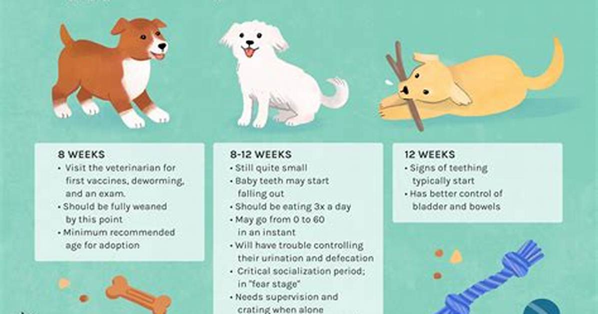 How Long Can 8 Week Old Puppy Sleep at Night?