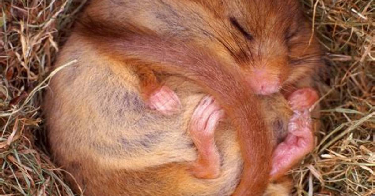 How Long Can a Dormouse Hibernate?