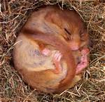 How Long Can a Dormouse Hibernate?