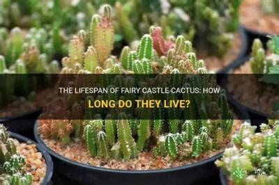 How Long Can a Fairy Live?