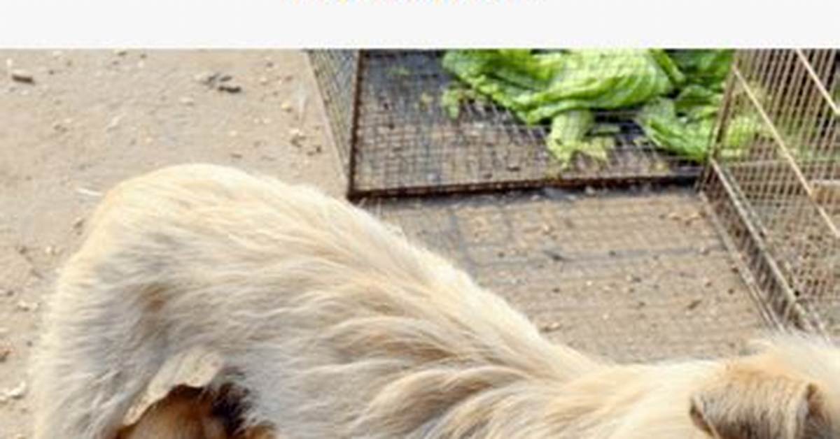How Long Can Newborn Puppies Go Without Eating