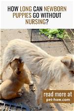 How Long Can Newborn Puppies Go Without Eating