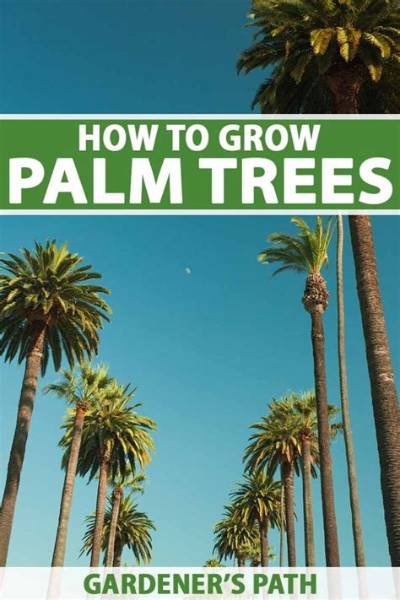 How Long Can Palm Trees Go Without Water?