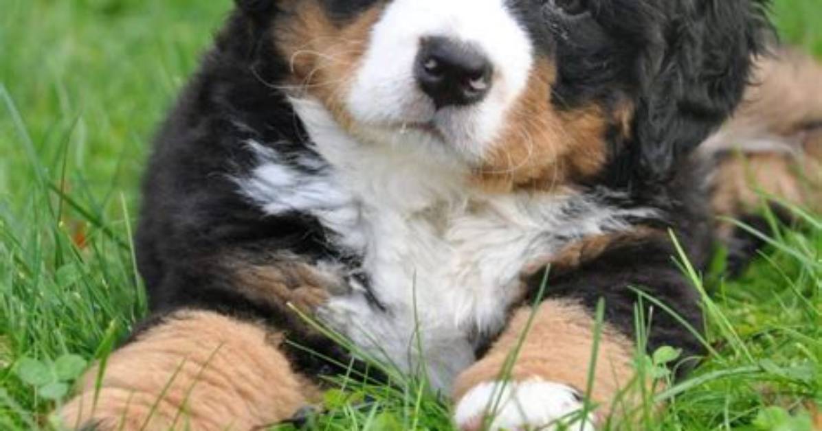 How Long Do Dogs Remember What They Did Wrong?