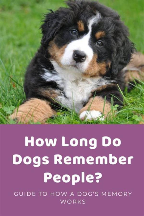 How Long Do Dogs Remember What They Did Wrong?