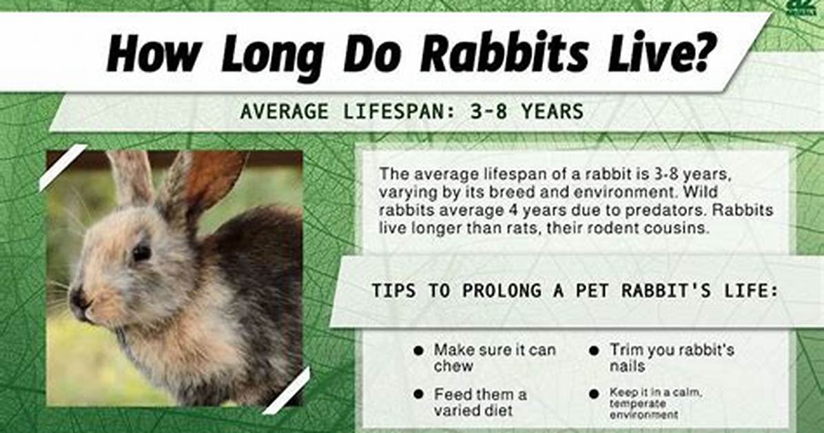 How Long Do Rabbits Live Naturally?