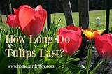 How Long Do Tulips Last? a Comprehensive Guide to Tulip Longevity