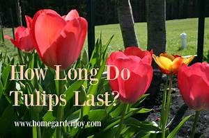 How Long Do Tulips Last? a Comprehensive Guide to Tulip Longevity