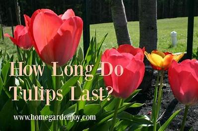 How Long Do Tulips Last? a Comprehensive Guide to Tulip Longevity