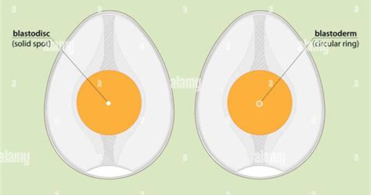 How Long Do Unfertilized Eggs Live?
