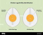 How Long Do Unfertilized Eggs Live?