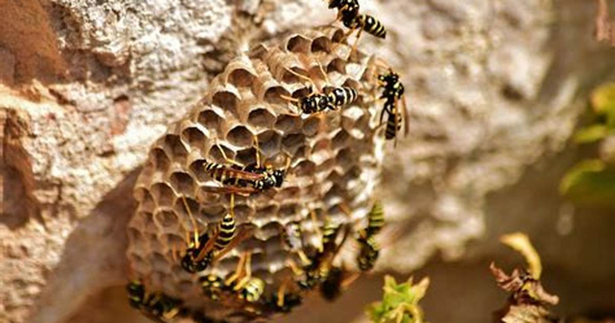 How Long Do Wasps Nests Last?