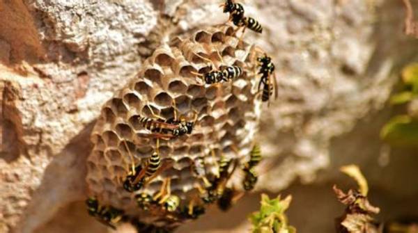 How Long Do Wasps Nests Last?