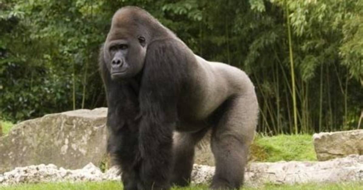 How Long Do Western Lowland Gorillas Live