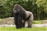 How Long Do Western Lowland Gorillas Live