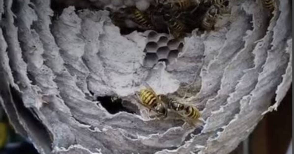 How Long Does a Wasp Nest Remain Active?