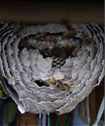 How Long Does a Wasp Nest Remain Active?