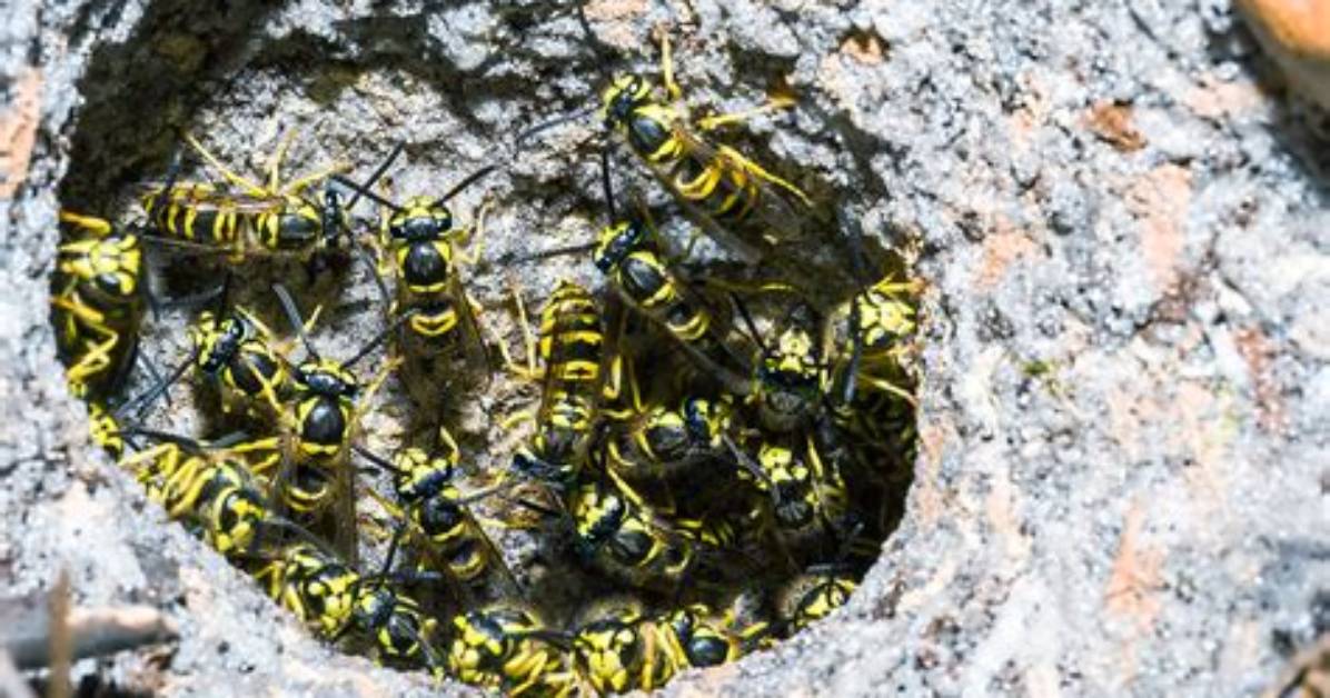 How Long Does a Yellow Jacket Nest Last?