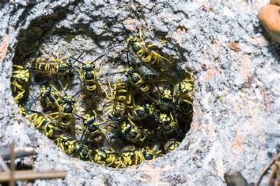 How Long Does a Yellow Jacket Nest Last?
