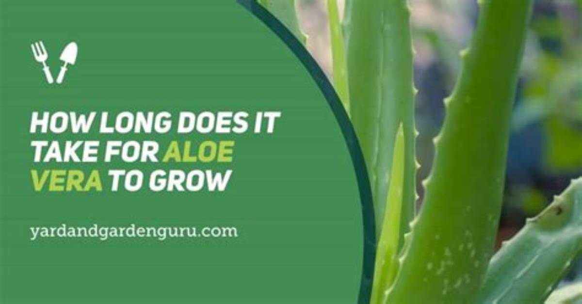 How Long Does Aloe Vera Take to Fade Scars?